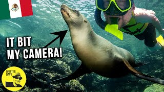 Mexico's SECRET ISLAND NATURE RESERVE (Isla Espiritu Santo) | La Paz, Baja California Sur #sealions