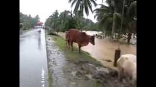 preview picture of video 'Bayugan City at flash flood situation'