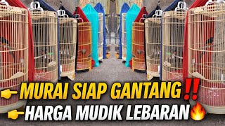 Download lagu JAKARTA GEMPAR‼️ MURAI BATU SIAP GANTANG HARGANYA KAYA MUDIK LEBARAN 🔥 mp3