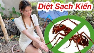 Thuốc diệt kiến sinh học diệt tận gốc kiến – gián diệt kiến tận gốc diệt gián hiệu quả không mùi an toàn với sức khỏe 6 tháng kiến không quay trở lại diệt kiến vườn lan