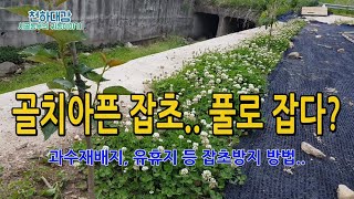 골치아픈 잡초!! 풀로 풀을 잡는다. 초생재배로 잡초방지