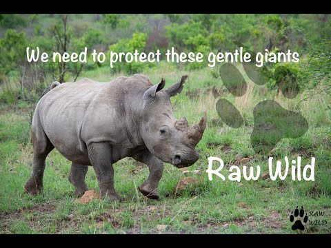 Kruger National Park - White rhino come down to drink at the dam - Raw Wild