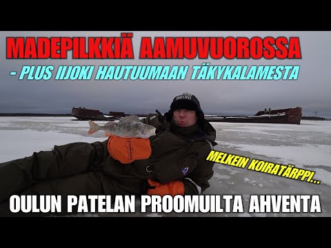 MADEPILKKIÄ AAMUVUOROSSA - JA PATELASTA AHVENTA JA IIJOELTA TÄKYKALOJA ( Oulunseudun kalapaikat )