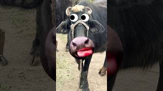 Download lagu shut up 👀🙄 mp3 Download lagu shut up 👀🙄 mp3