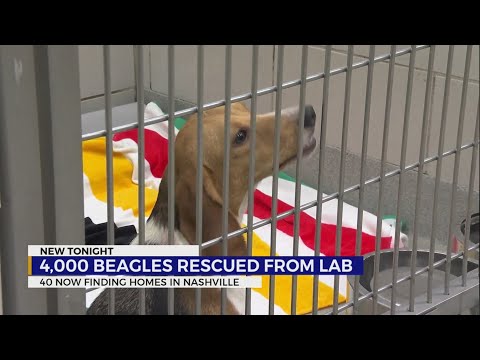 4,000 beagles rescued from breeding facility