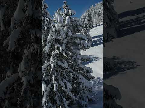 Pete Tong x Ultra Naté x LP Giobbi x Jules Buckley - Free (Do What U Want) /// Short