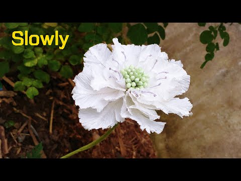 ABC TV | How To Make Scabiosa Flower From Crepe Paper (Slowly) - Craft Tutorial