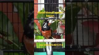 Download lagu murai batu blorok materi kenari mp3