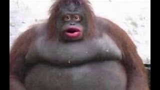 Cover art for life coulod be dream