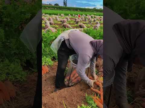 Farmer’s DIY Metal Frame Makes Packing Carrots So Much Faster​