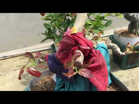 Cách ủ làm phân hữu cơ (phân tằm ) bón phân lần 1 cho cây mai miền Bắc