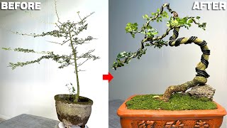 Download lagu Transform upright bonsai into graceful forms and create soft curves for the tree mp3 Download lagu Transform upright bonsai into graceful forms and create soft curves for the tree mp3