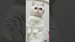 iPadで遊ぶおもち #かわいい #かわいい動物 #ねこ #ねこのいる生活 #ねこ動画 #動物 #可愛い猫 #子猫 #子猫癒し