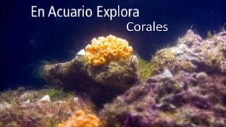 preview picture of video 'Corales, mucho más que colores vivos y hermosos'