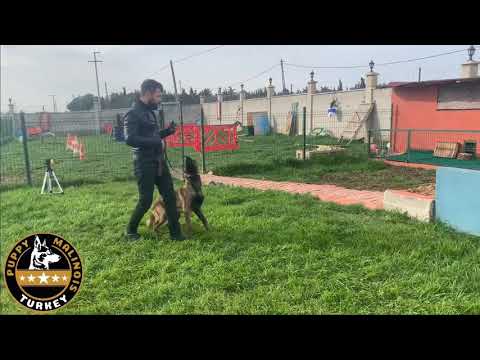 ALFA SAHNEDE EĞİTİM SÜRECİ HIZLA DEVAM EDİYOR