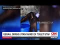 Gerah Orang Utan Mandi Di Toilet Staf REDAKSI PAGI 06 02 26