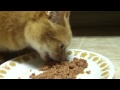 The Real Life Nom Nom Kitty