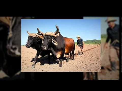 Mi corazon esta en cuba