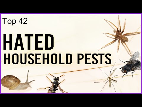 Top 42 Hated Household Pests