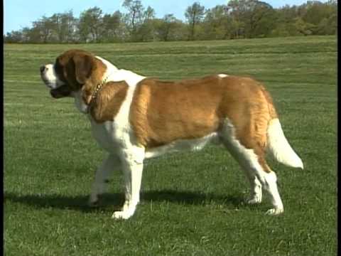 Saint Bernard breed video
