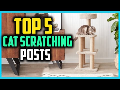 Top 5 Best Cat Scratching Posts In 2021 Reviews