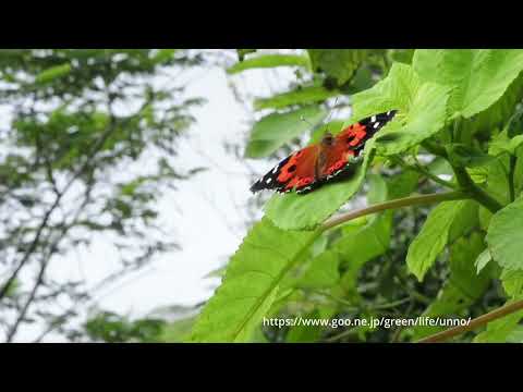 ハワイの絶滅危惧種　カメカメハアカタテハ