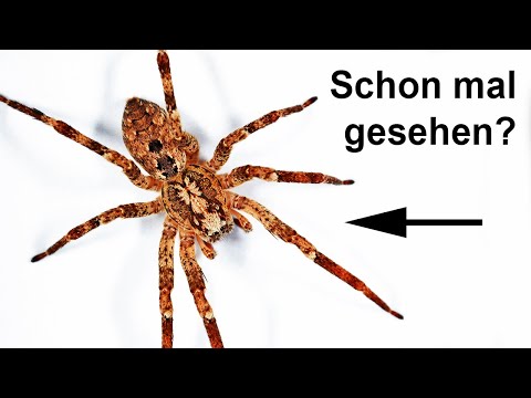 Fette Spinne erobert Deutschland - ist sie gefährlich?