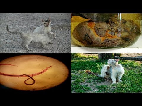 11 Diseases, Parasites Cats & Humans Share