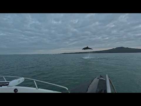 The Dolphins where flippin out