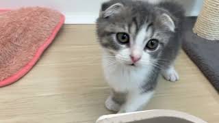 スコティッシュフォールドの動画01