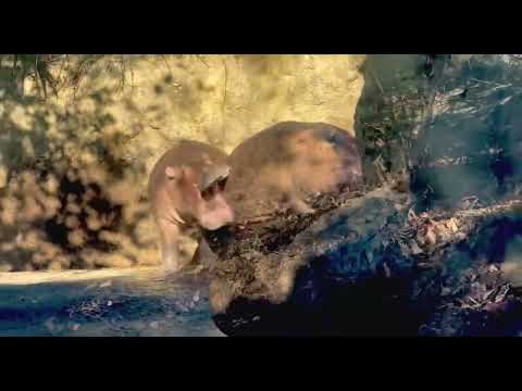 Fiona and Fritz Hippo Chase - Cincinnati Zoo