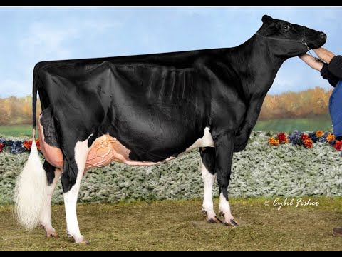 Ireland's National Dairy Show 2022 -Class 8 -1st - Beautiful stylish Batman Daughter from Grangeton