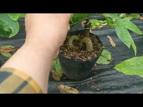 giảo thủ đức cúc thọ huong giảo siêu nụ LH 0375558048