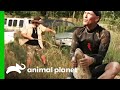 Gator Boys Wrestle Snake Gator At The Same Time Gator Boys