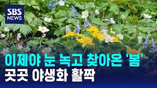 이제야 눈 녹고 찾아온 '봄'..곳곳 야생화 활짝 / SBS