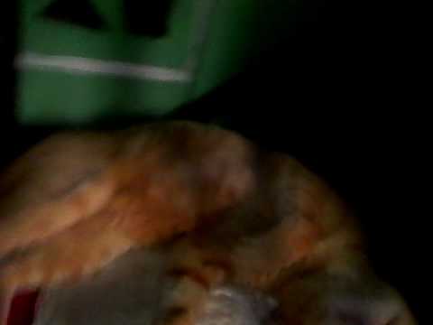 Pensaba que mi gato estaba muerto, pero estaba dormido profundamente xD