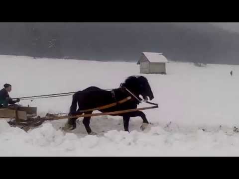 Preteky gazdovských koní ( Liptovská Štiavnica )