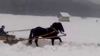 preview picture of video 'Preteky gazdovských koní ( Liptovská Štiavnica )'