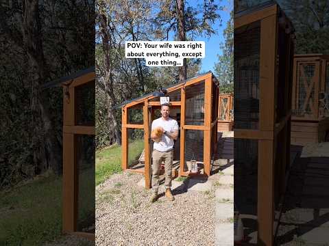 She said the chickens wouldn’t use the couch, but jokes on her, they used it too much… #chickens