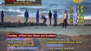 Beating Mother Nature to Death: Brutal Culling of Cape Fur Seals