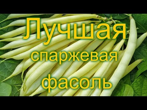 Лучшая спаржевая кустовая фасоль.