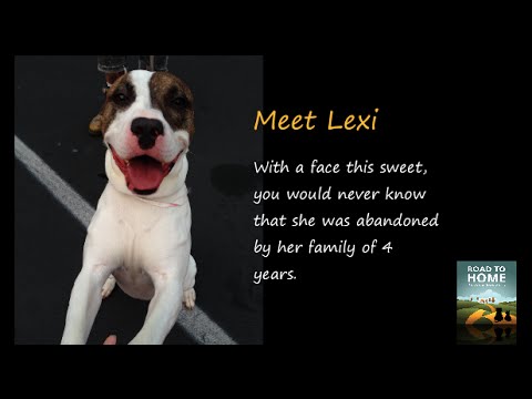 Lexi, an adopted American Staffordshire Terrier & Boxer Mix in Wantagh, NY_image-1