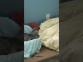 Grey Tabby Cat Try To Find Out Who S Hiding Under The Blanket Shorts