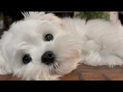 10 MISTAKES TO AVOID WITH YOUR PUPPY