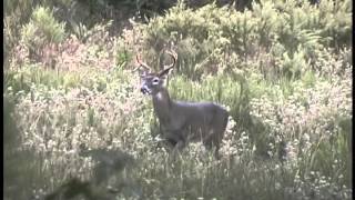 preview picture of video '10 Point Drop Tine Buck, East Texas, Montgomery County, 2010, Whitetail Deer'