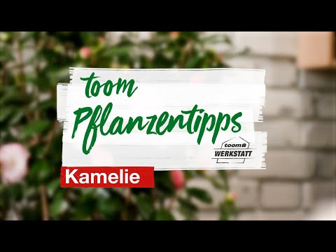 toom Pflanzentipps: Kamelien | toom Baumarkt