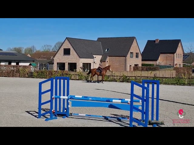 Riding and jumping movie at home Chiron v/h Poeleind Z.