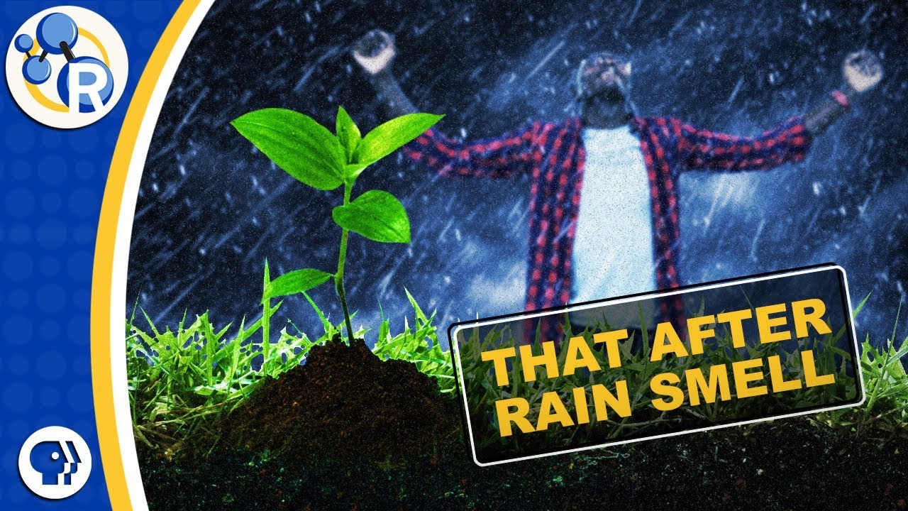 What's That After-Rain Smell Made Of?