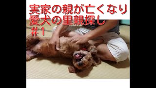 【里親探し】実家の親が亡くなり愛犬の里親探し　＃1