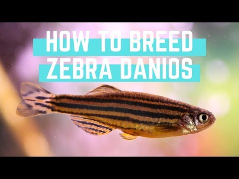 How to Easily Breed Zebra Danios